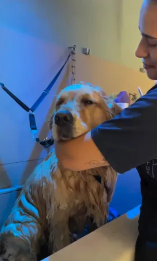 Profissional dando banho com cuidado em um golden retriever