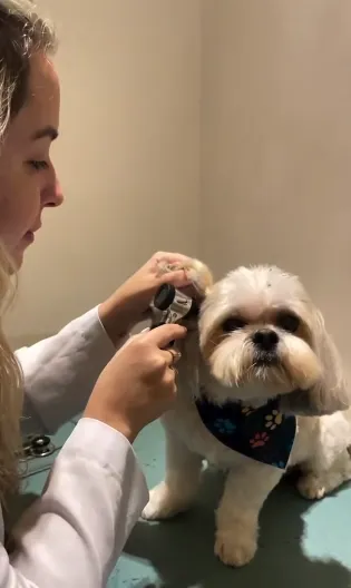 Veterinária examinando a orelha de um cão com otoscópio
