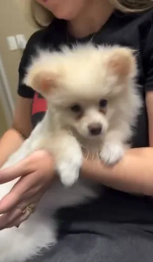 Filhote de spitz alemão no colo, recém-chegado para atendimento