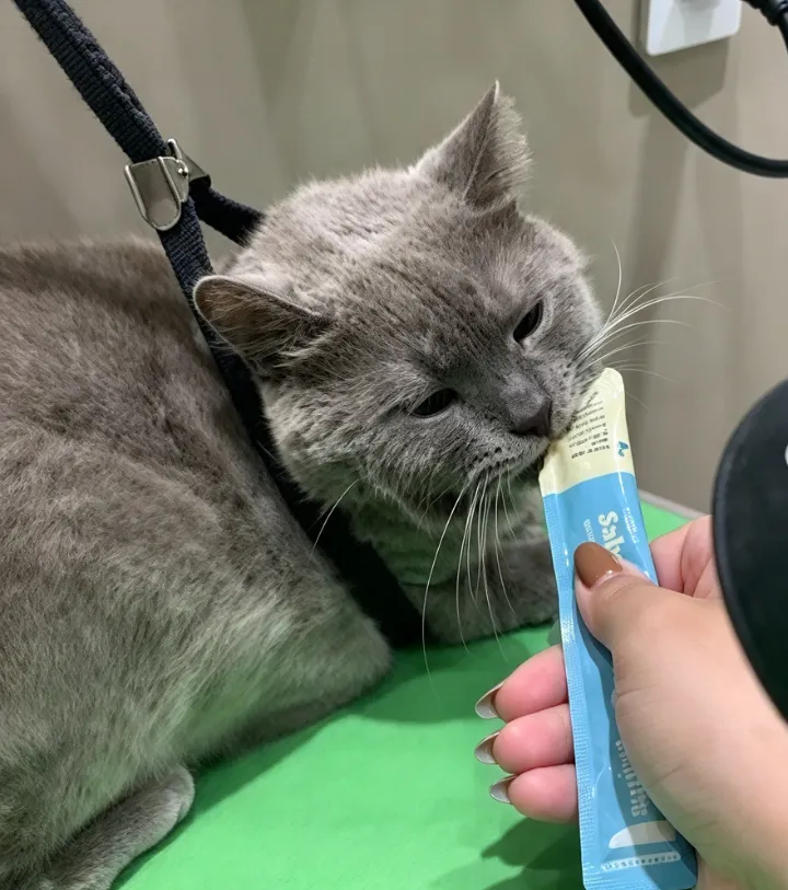 Gato cinza lambendo um sachê de petisco durante o atendimento