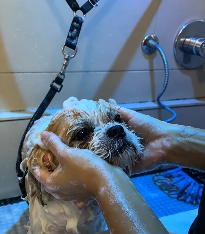 Shih-tzu recebendo banho com espuma e massagem