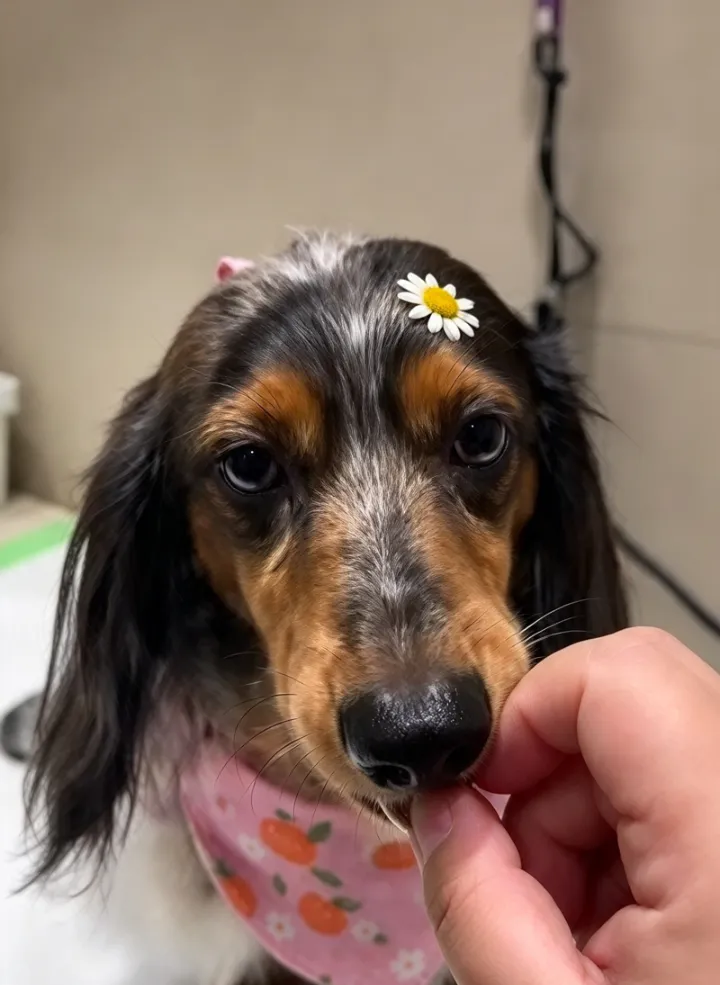 Dachshund com florzinha na cabeça recebendo petisco