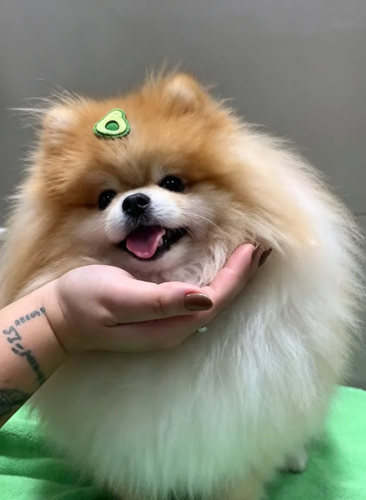 Lulu da Pomerânia sorrindo com acessório de abacate após a tosa