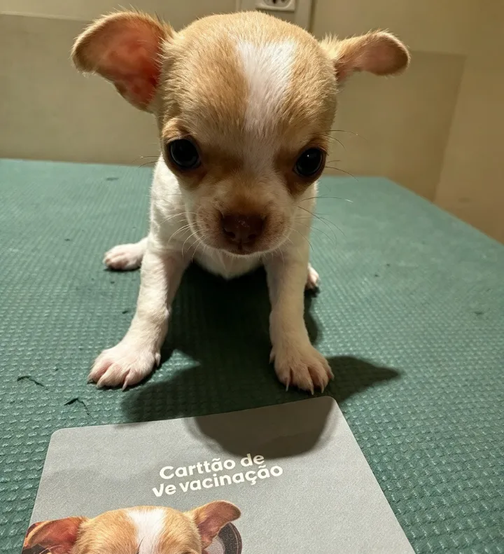 Filhote de chihuahua ao lado da carteira de vacinação