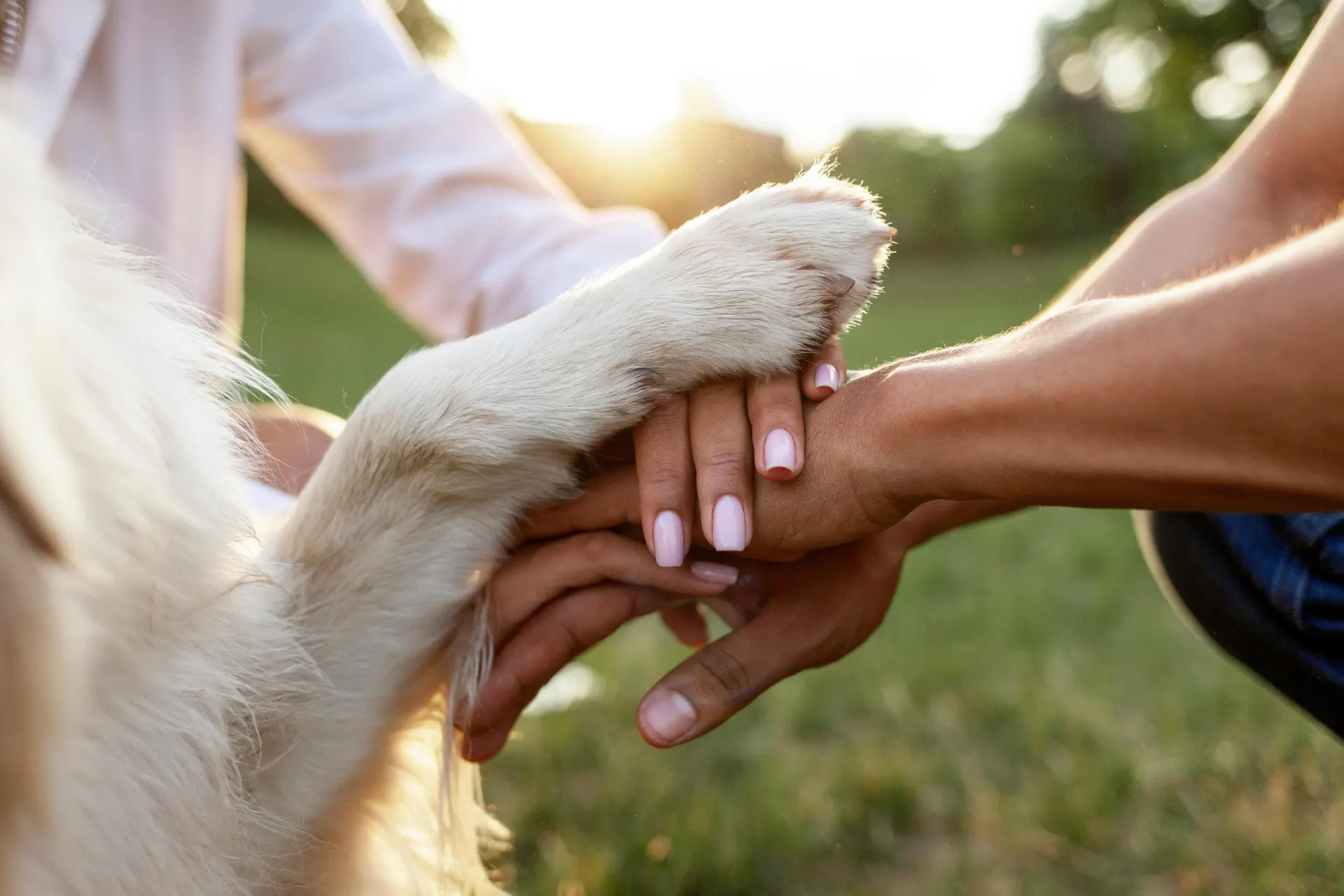 Pata de cachorro apoiada sobre as mãos entrelaçadas de duas pessoas, ao pôr do sol